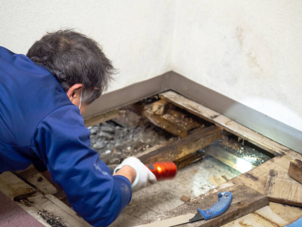 Best Mold Testing  in Janesville, CA