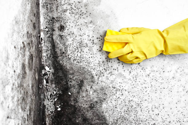 Best Black Mold Removal  in Janesville, CA