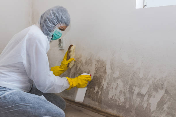 Best Emergency Mold Removal  in Janesville, CA