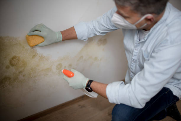 Best Affordable Mold Removal  in Janesville, CA