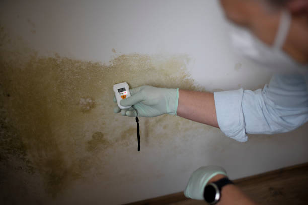 Best Toxic Mold Removal  in Janesville, CA