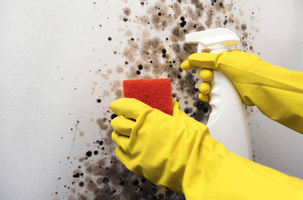 Best Professional Mold Removal  in Janesville, CA