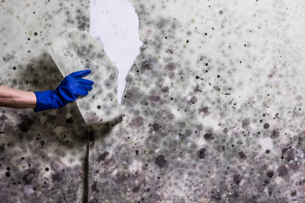 Best Mold Removal Company Near Me  in Janesville, CA