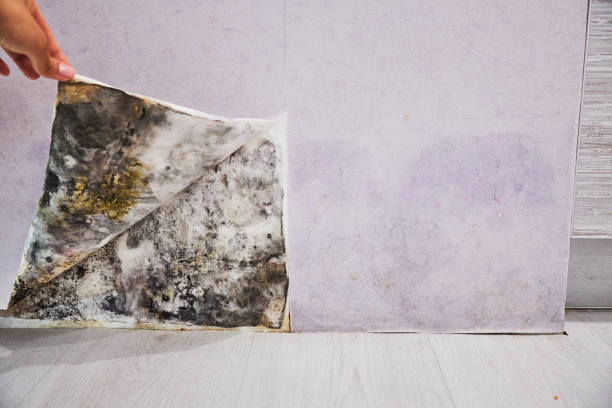 Best Mold Testing  in Janesville, CA